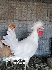  2 زوج بوليش الاسباني