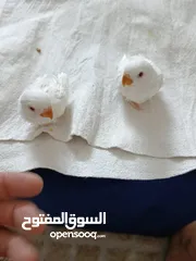  6 فراخ روز البينو بيور عين حمرا