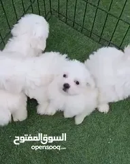  1 Maltese cute puppies