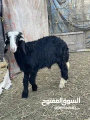  4 كباشه نجديات