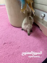  7 بيور هيمالايا كتن Cute Himalayan kitty