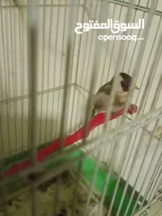  8 حسون ترابي حامي وفحل جلب جالي