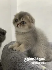  10 قطط سكوتش فولد وستريت  اقل سعر لهاد النوع للجادين فقط