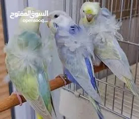  1 Budgies For Sale