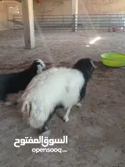  7 خرفان بلدي اضاحي