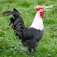 8 إعلانات جوجل، معلن جوجل، حظر النقرات الوهمية والمتكررة. يتوفر حسابات إعلانية موثقة للبيع