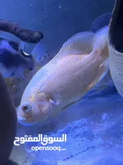  7 سمك زينه مفترس