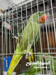  2 كاساندرا اليف زق يدوي