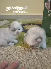  3 قطط صغيرة ....اي استفسار