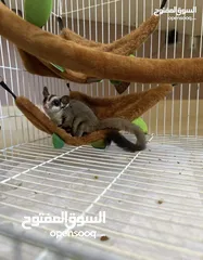  1 Sugar glider for sale