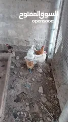  7 دجاج عماني عمر شهرين ب بريال الحبه