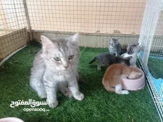  4 قطة شيرازية أنثى للبيع مع اولادها