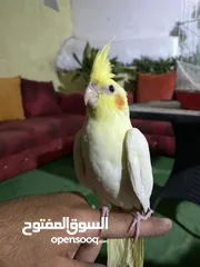  3 فراخ كوكتيل للبيع+قفاص مستعمله شبه جديده جديده قابل للبدل ع كوكتيل شغالات
