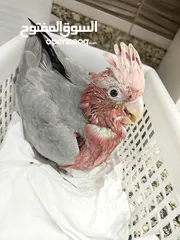  2 cockatoo galah