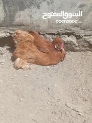  3 دجاج كوجن للبيع دجاج كرك