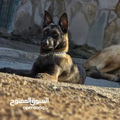  1 أنثى Belgian Malinois للبيع