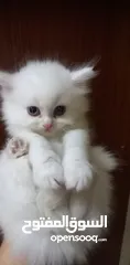  1 Persian kitten's500 dhs
