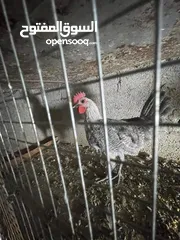  8 طيور مزرعه زرب الصواوين