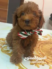  1 mini teacup poodle pure breed