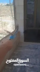  7 جوز ببغاء حب