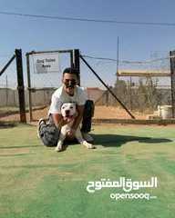  4 Dogo arganteno so danger and pretty at the same time  كلب دوجو ارجنتيتو للبيع لدواعي السفر