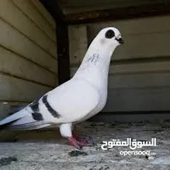  1 مطلوب حمام نخب