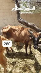  5 للبيع أبقار عمانية وجاعدة وكبش