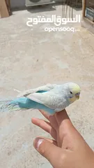 2 عصفورين حب اليف للبيع او بدل