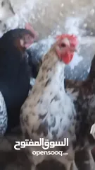  28 دجاجات للبيع