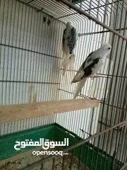  5 حبتين كوكتيل بايد للبيع دون قفص