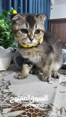  4 Zoti and Pure Chinchilla British