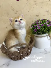  7 قطط جولد  ny 12.  ny11