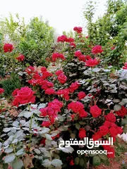  23 بيت مستقل للبيع من المالك مباشرة