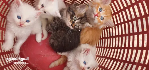  2 قطط مكس هيمالايا شيرازي انضيفه كثير متعوده على اللتر بوكس لعوبه وأليفه       ........