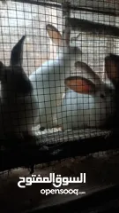  1 موجود ارانب للبيع جميع الاعمار والاوزان