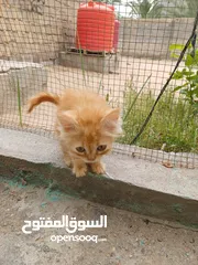  2 قطط شيرازي صغار غير ملقحات