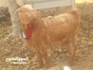  3 ثنيه اول ولده دافع للميلاد