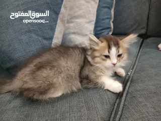  5 قطط متاحة: