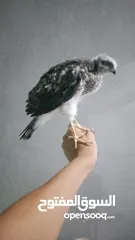  1 طيورالباز اليفات زق يدوي