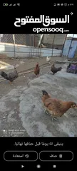  2 دجاج  هرافي