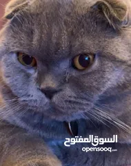  2 للبيع قط ذكر معقم سمونش فولد