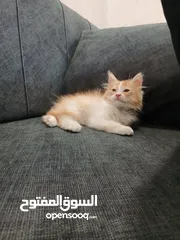  4 قطط متاحة: