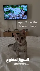  2 كيتنز للتبني برسوم  ، Kittens for adoption with fee