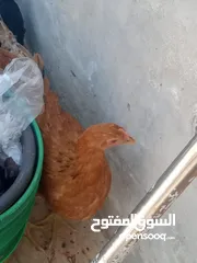  5 فراخ دجاج عدد 13 للبيع