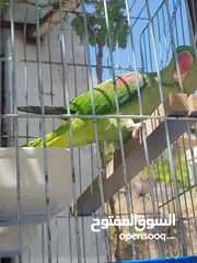  6 ببغاء كساندرا  متكلم ثوب كامل حجم دبل دبل دبل جامبو لعوب بسبح للي خلقه الوان غامقه جميله