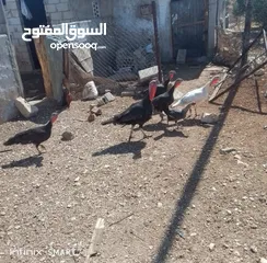  1 بسم الله الرحمن الرحيم  حبش للبيع  والاتصال للستفسار