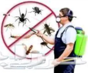  1 البركه لرش المبيدات الحشريه خبرة 30 عاما رواد المكافحه الامنه للافات  والحشرات