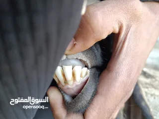  3 عنز للبيع ثالث ولده