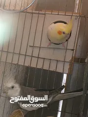  4 متاح في السلط