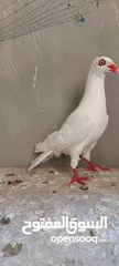  2 فحول سلافر وأربع فراخ